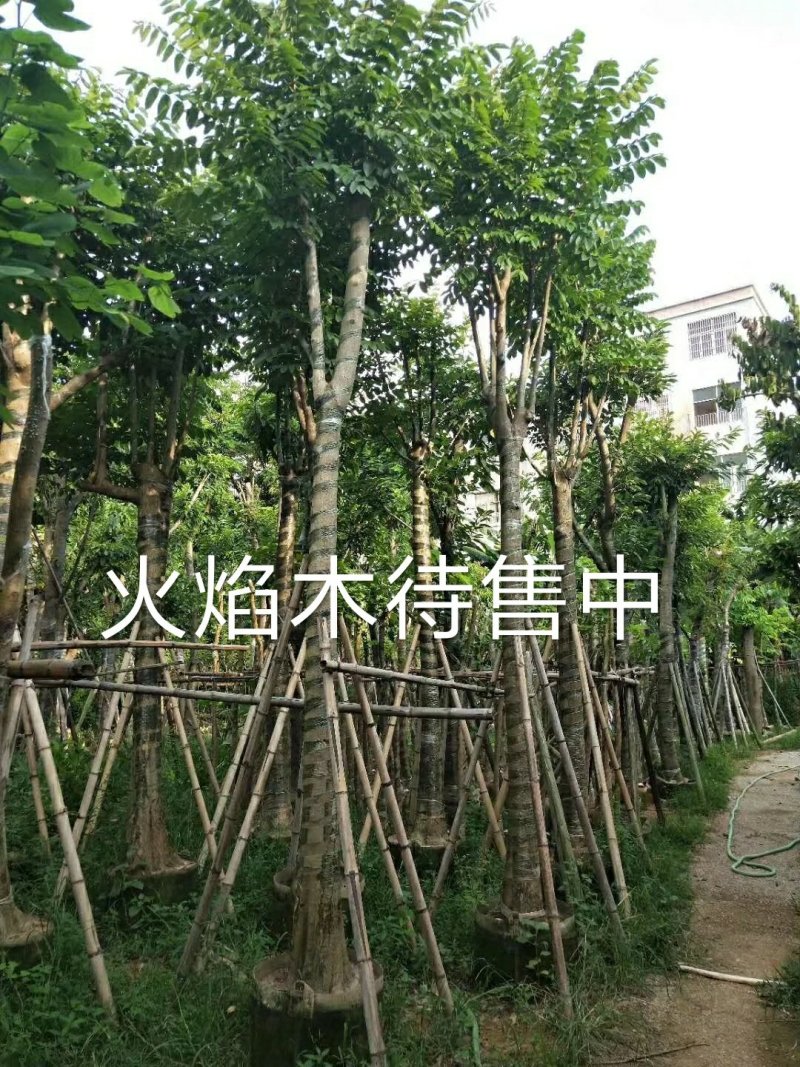 出售火焰木移植袋苗5-20公分需要的老板联系