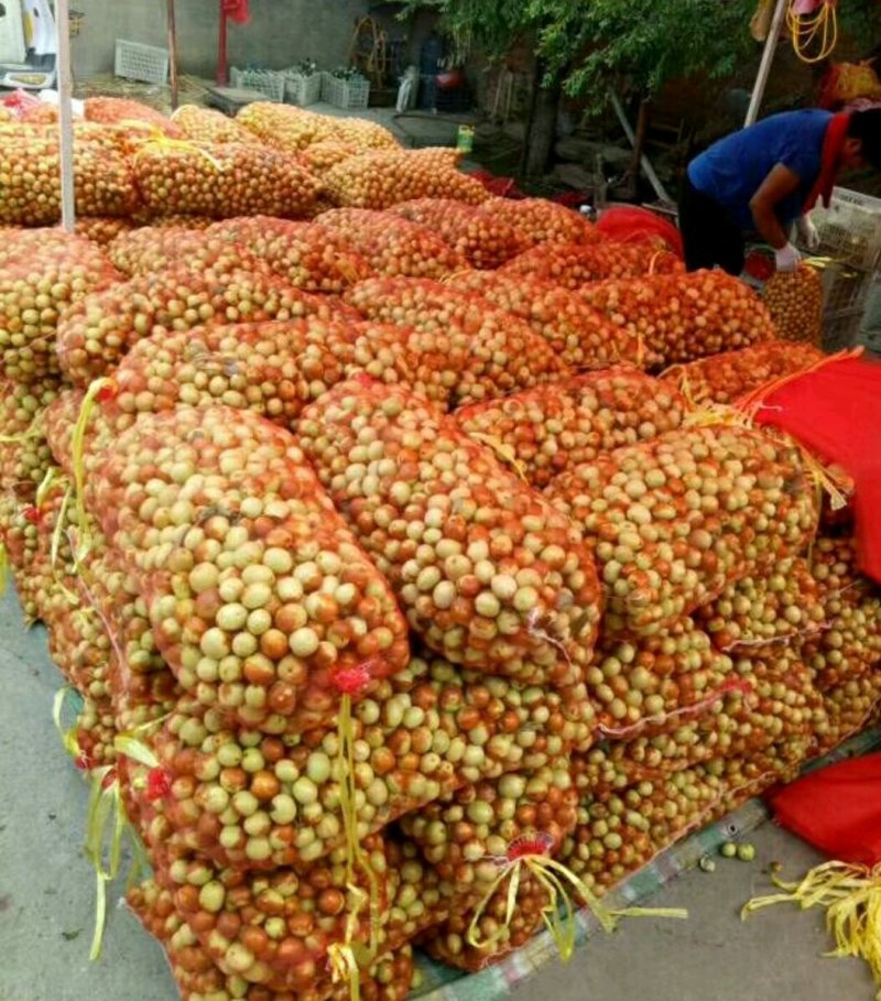 山东早熟冬枣早脆王鲜枣脆甜手摘良心代办地头收百家货