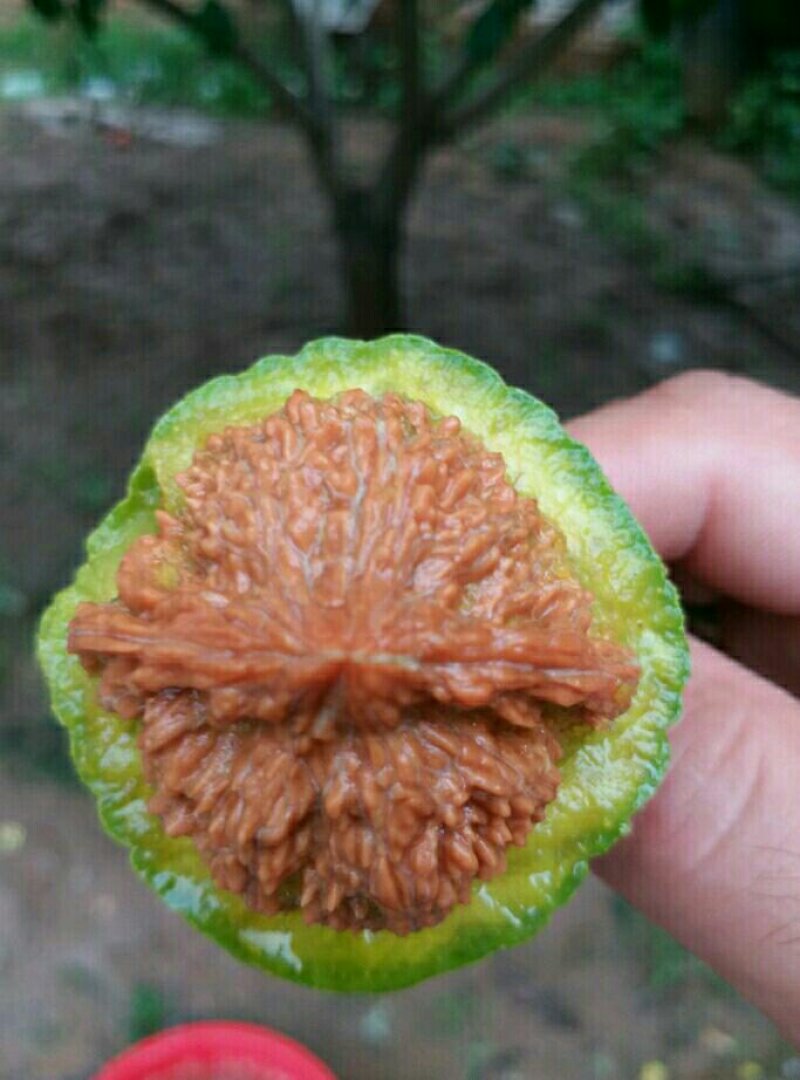 文玩核桃