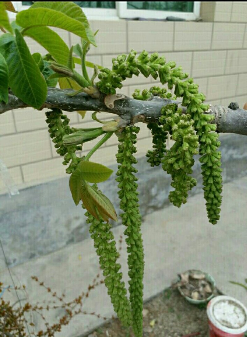 文玩核桃