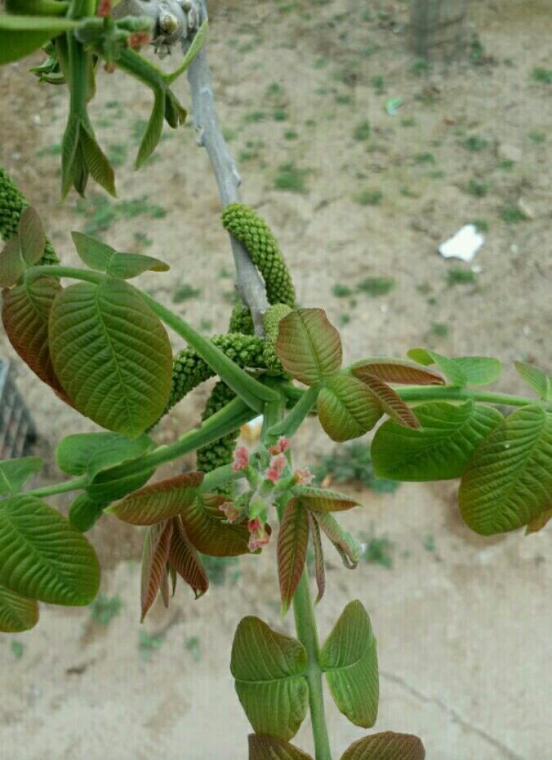 文玩核桃