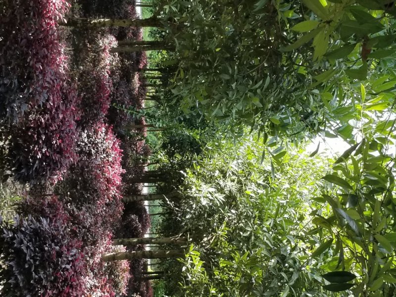 桂花5-10，红花继木球5O-150