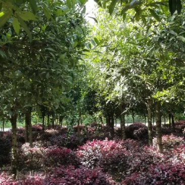 桂花5-10，红花继木球5O-150