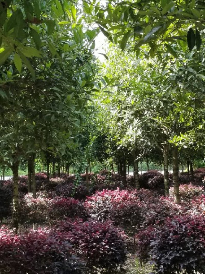 桂花5-10，红花继木球5O-150
