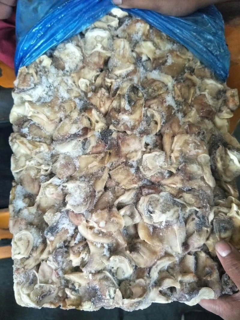 秘鲁鱿鱼脖