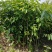 沉香树苗100cm-150公分一手货源基地直发