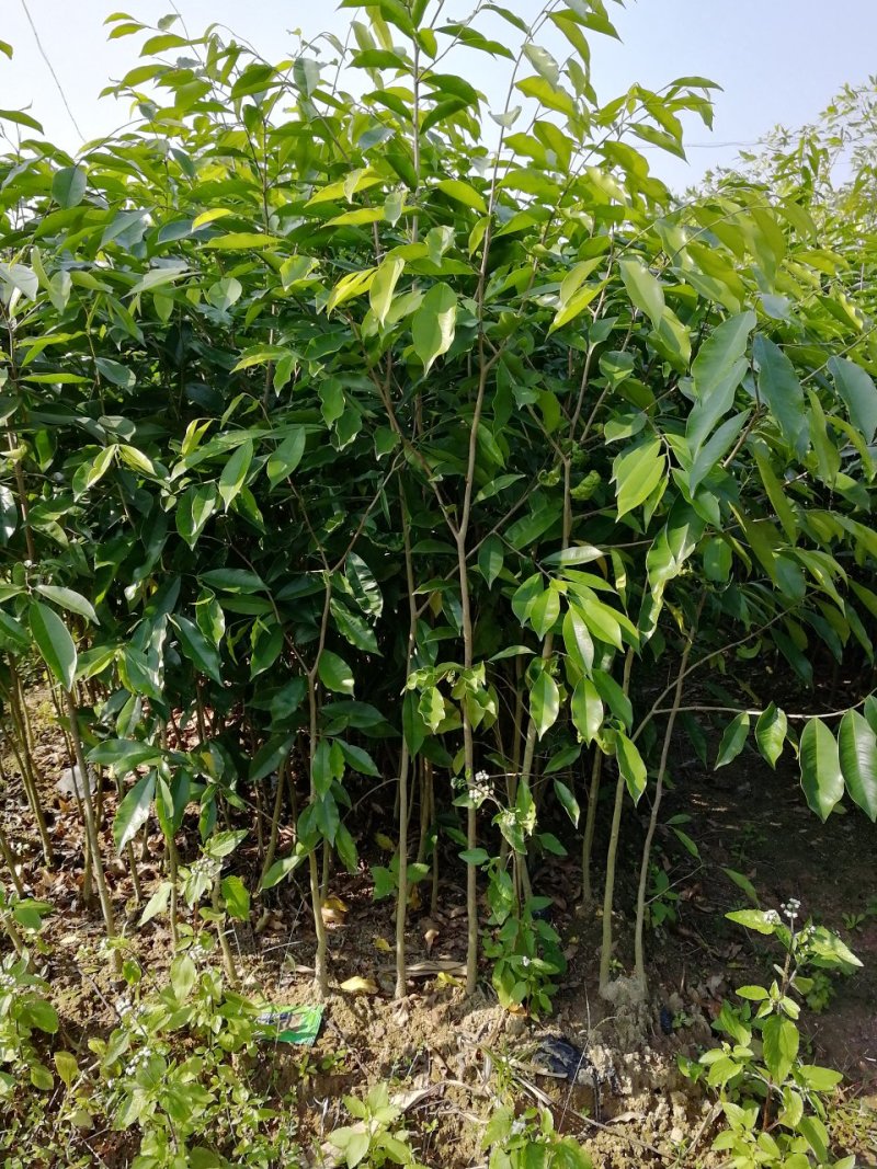 沉香树苗100cm-150公分一手货源基地直发