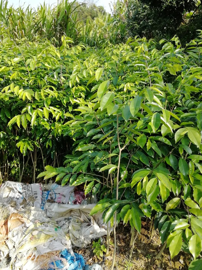 沉香树苗100cm-150公分一手货源基地直发