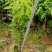 沉香树苗100cm-150公分一手货源基地直发
