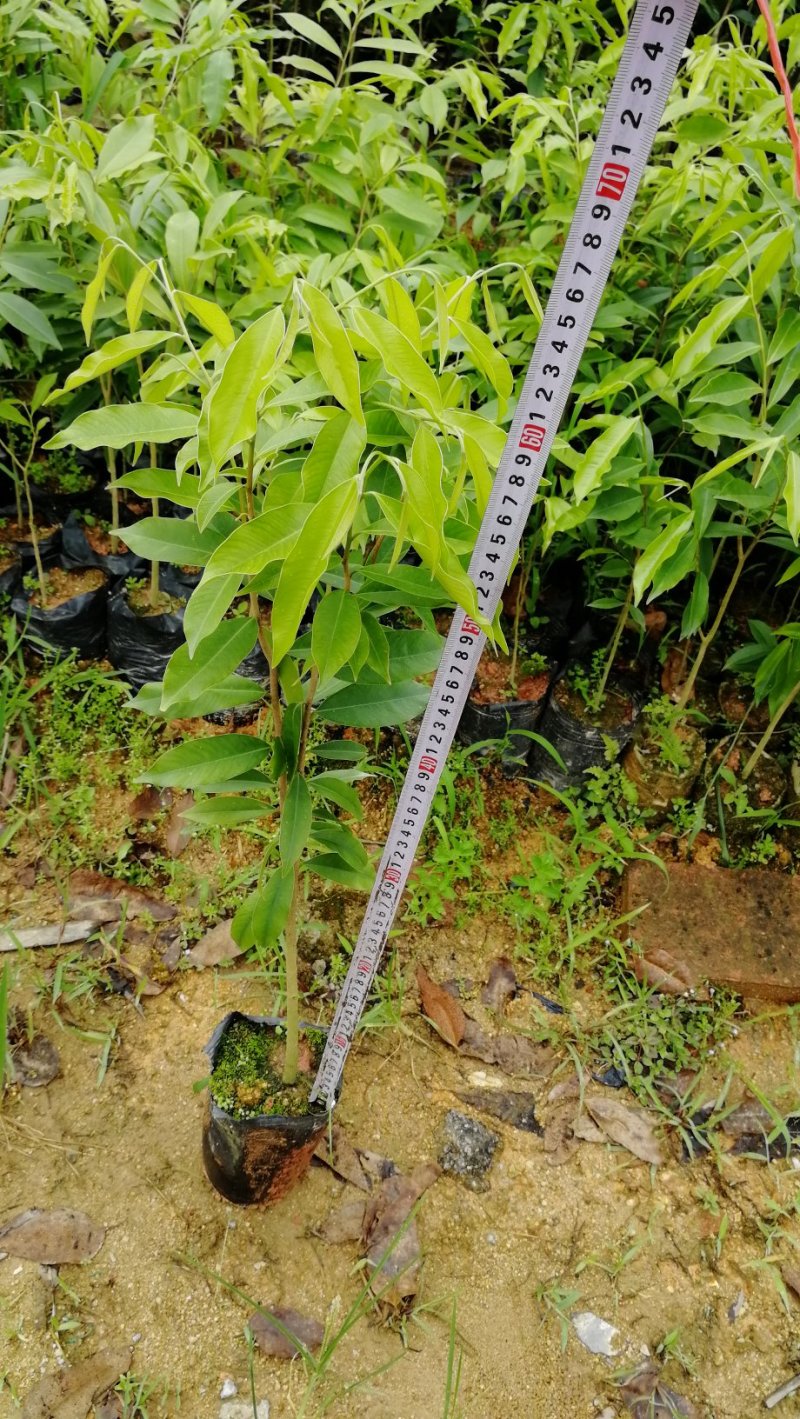沉香树苗100cm-150公分一手货源基地直发