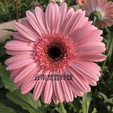 昆明非洲菊脱毒组培苗