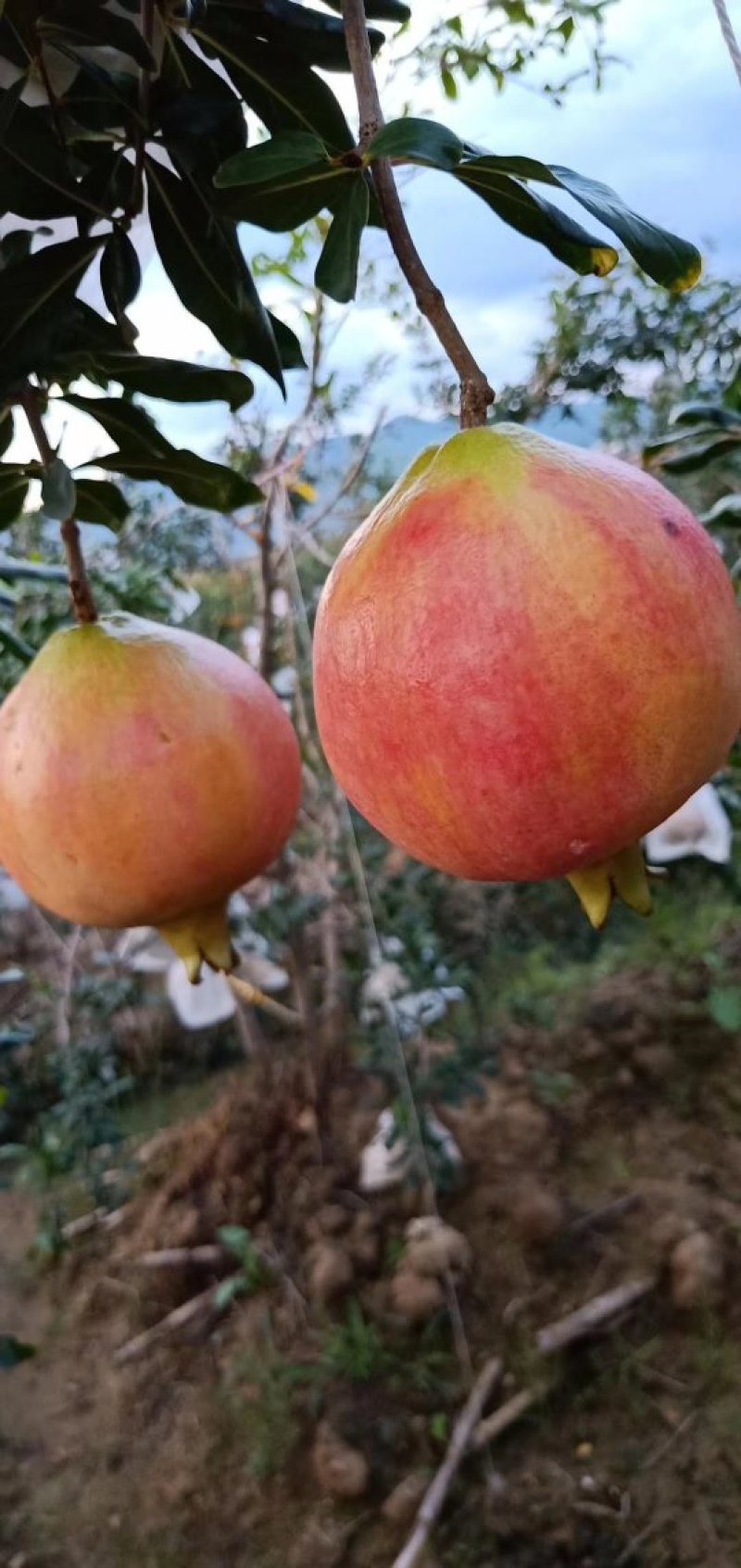 突尼斯软籽石榴