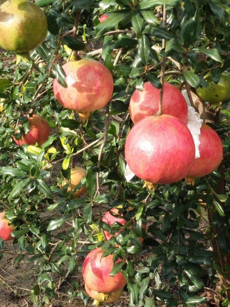 突尼斯软籽石榴