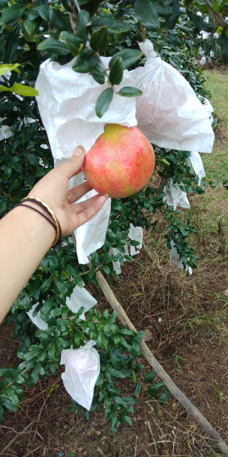 突尼斯软籽石榴