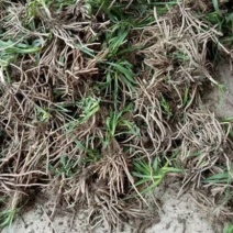 黄花菜种苗祁东猛子花种苗