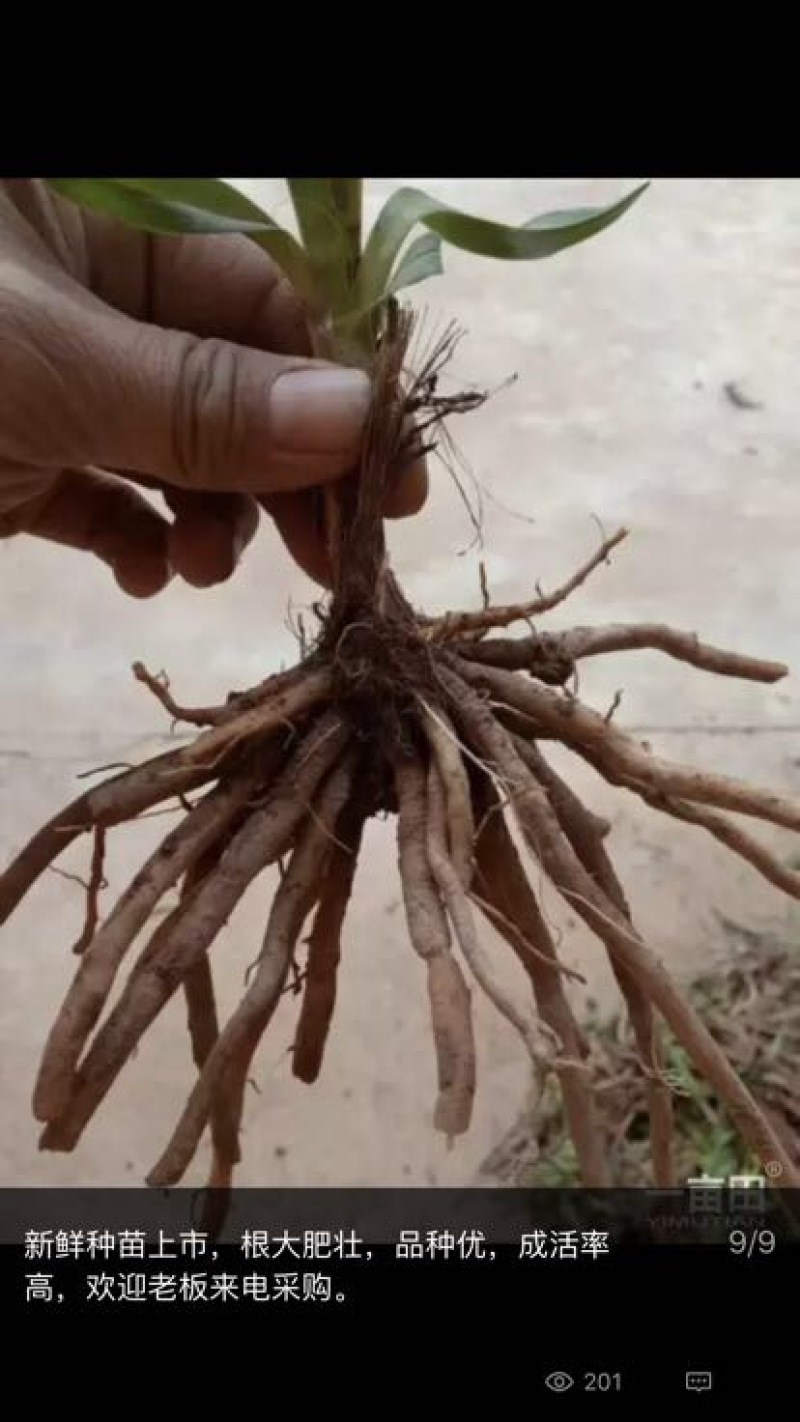 黄花菜种苗祁东猛子花种苗