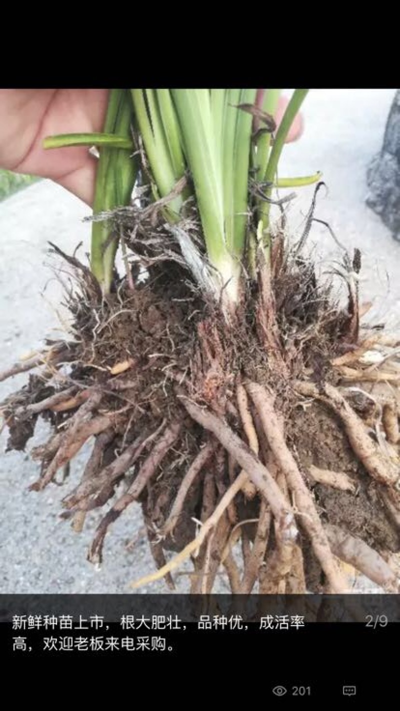 黄花菜种苗祁东猛子花种苗