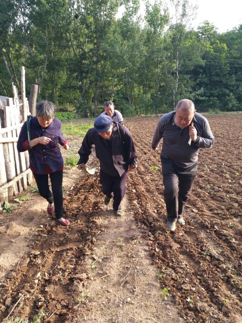 淇县山小米月子米无污染零添加米油多