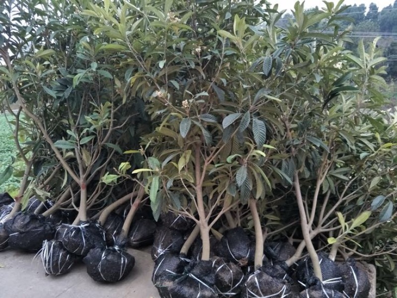 3公分大五星枇杷苗今年种植明年结果.品种保证大小规格都有