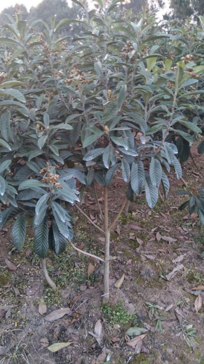 3公分大五星枇杷苗今年种植明年结果.品种保证大小规格都有