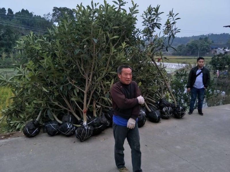 3公分大五星枇杷苗今年种植明年结果.品种保证大小规格都有