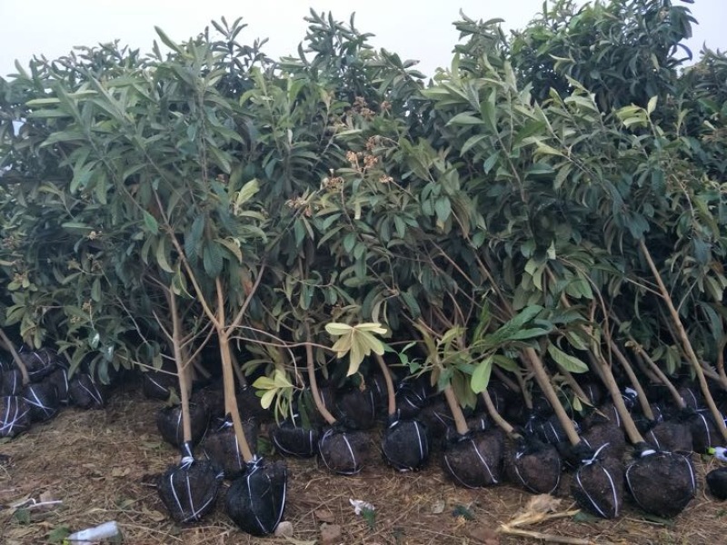 3公分大五星枇杷苗今年种植明年结果.品种保证大小规格都有