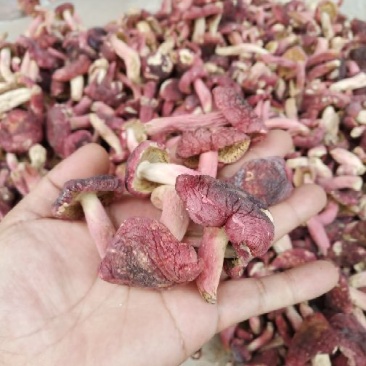 红菇大红菌蓝底正红菇广西红菇