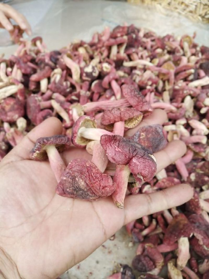 红菇大红菌蓝底正红菇广西红菇