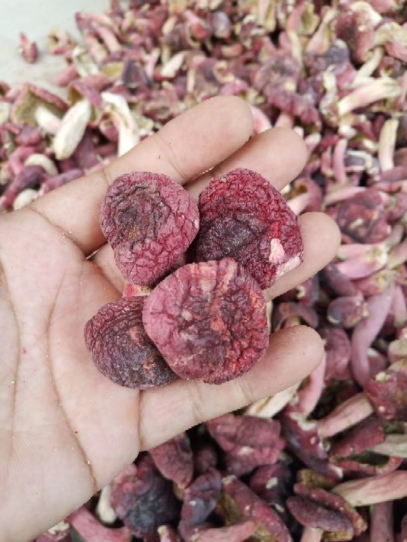 红菇大红菌蓝底正红菇广西红菇