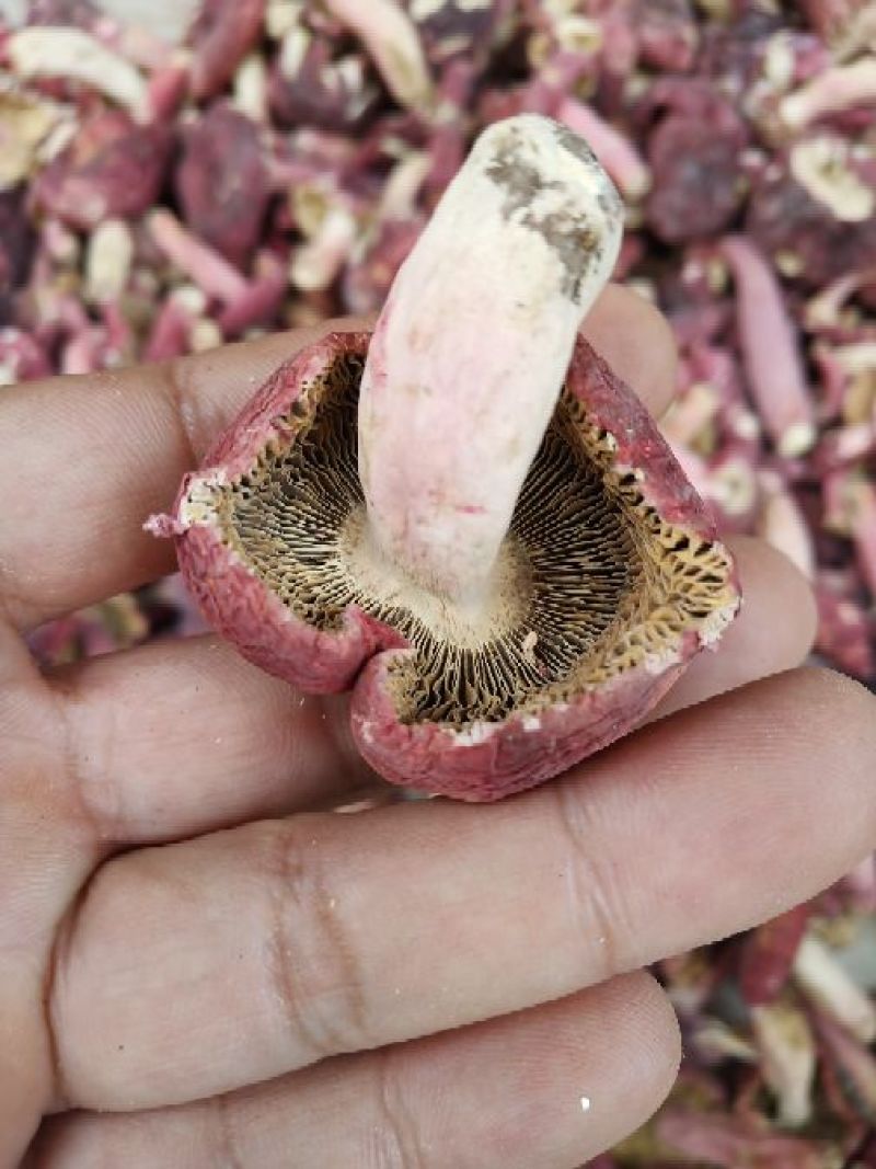 红菇大红菌蓝底正红菇广西红菇