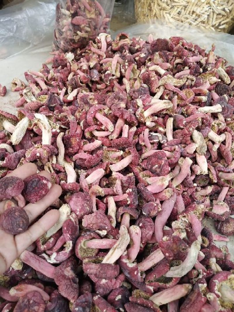 红菇大红菌蓝底正红菇广西红菇