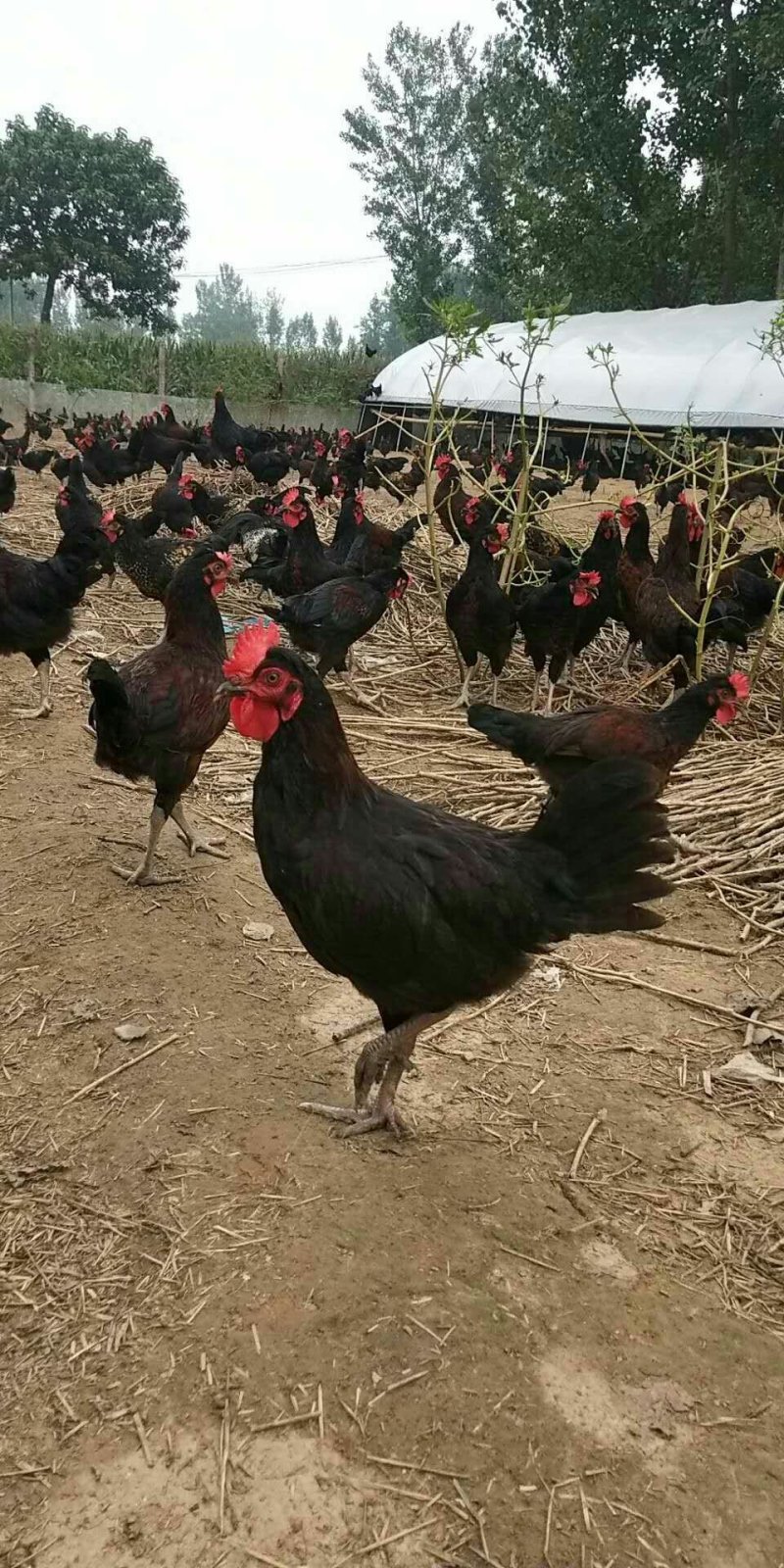 杂交黑羽