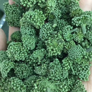三七花