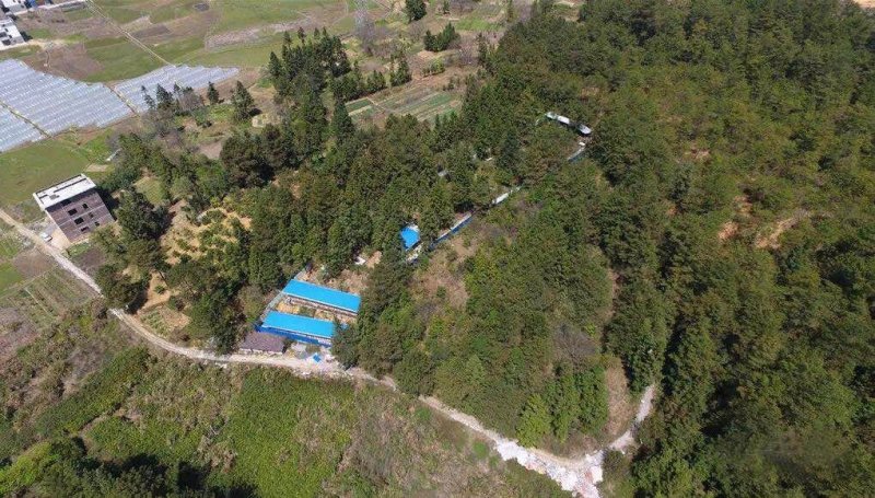 湖南兔子杂交比利时种兔新西兰肉兔兔子养殖回收包技术