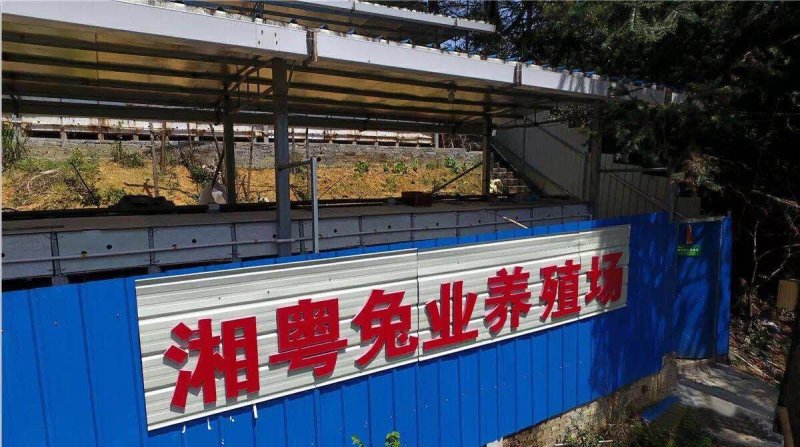湖南兔子杂交比利时种兔肉兔兔子养殖回收包邮包技术包回收