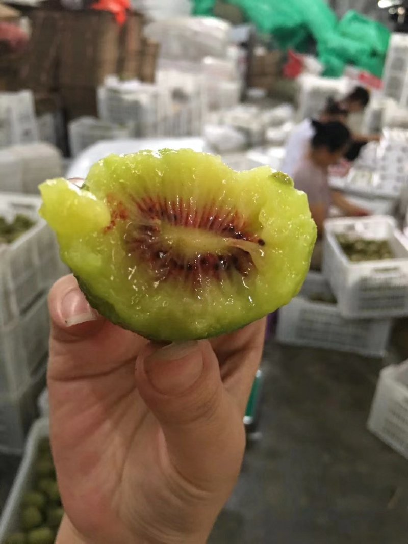 苍溪红心猕猴桃果园直发苍溪红心猕猴桃原产地