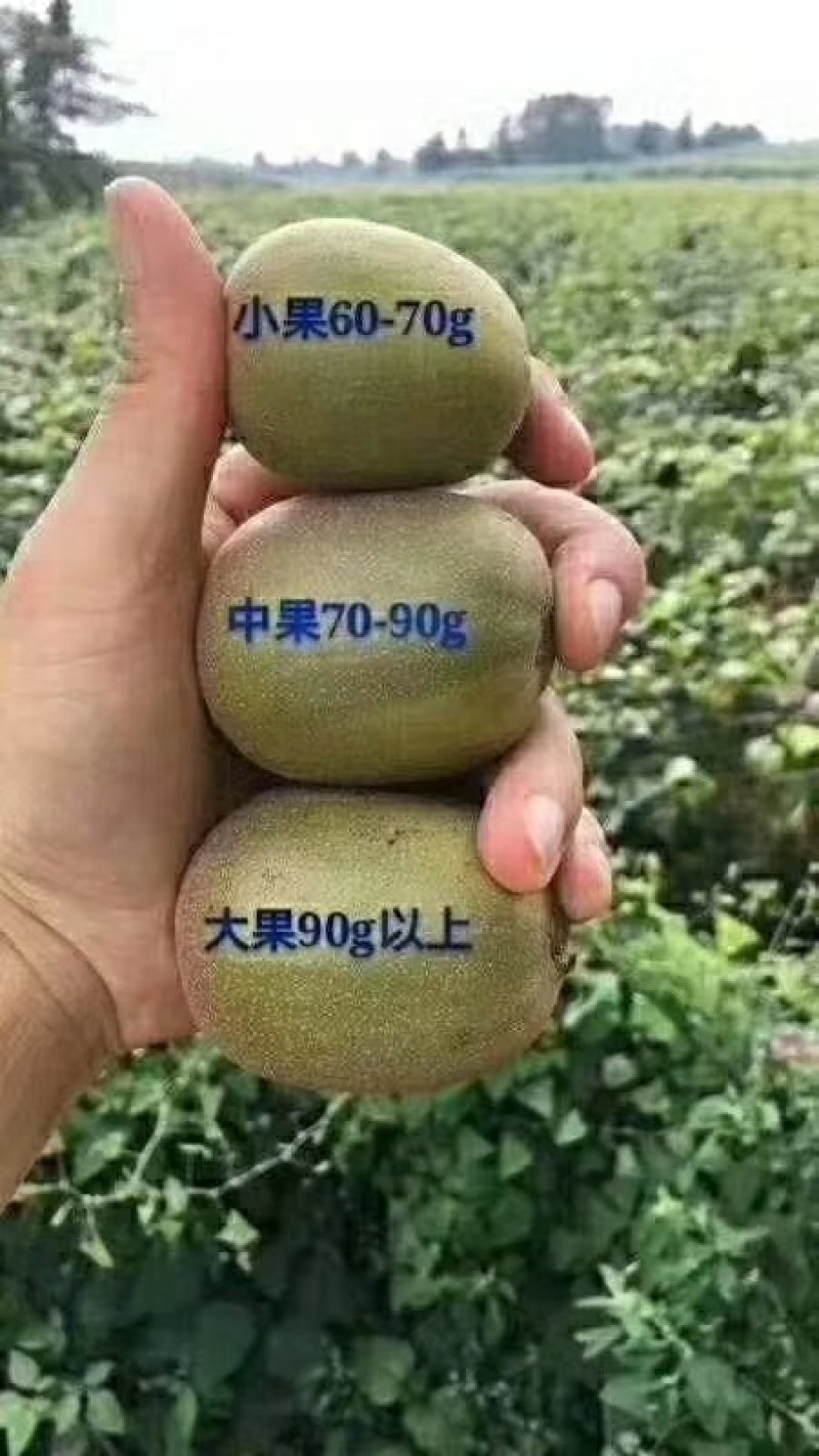 苍溪红心猕猴桃果园直发苍溪红心猕猴桃原产地