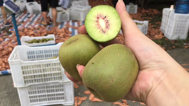四川猕猴桃精品红心猕猴桃大量上货果园直供量大从优