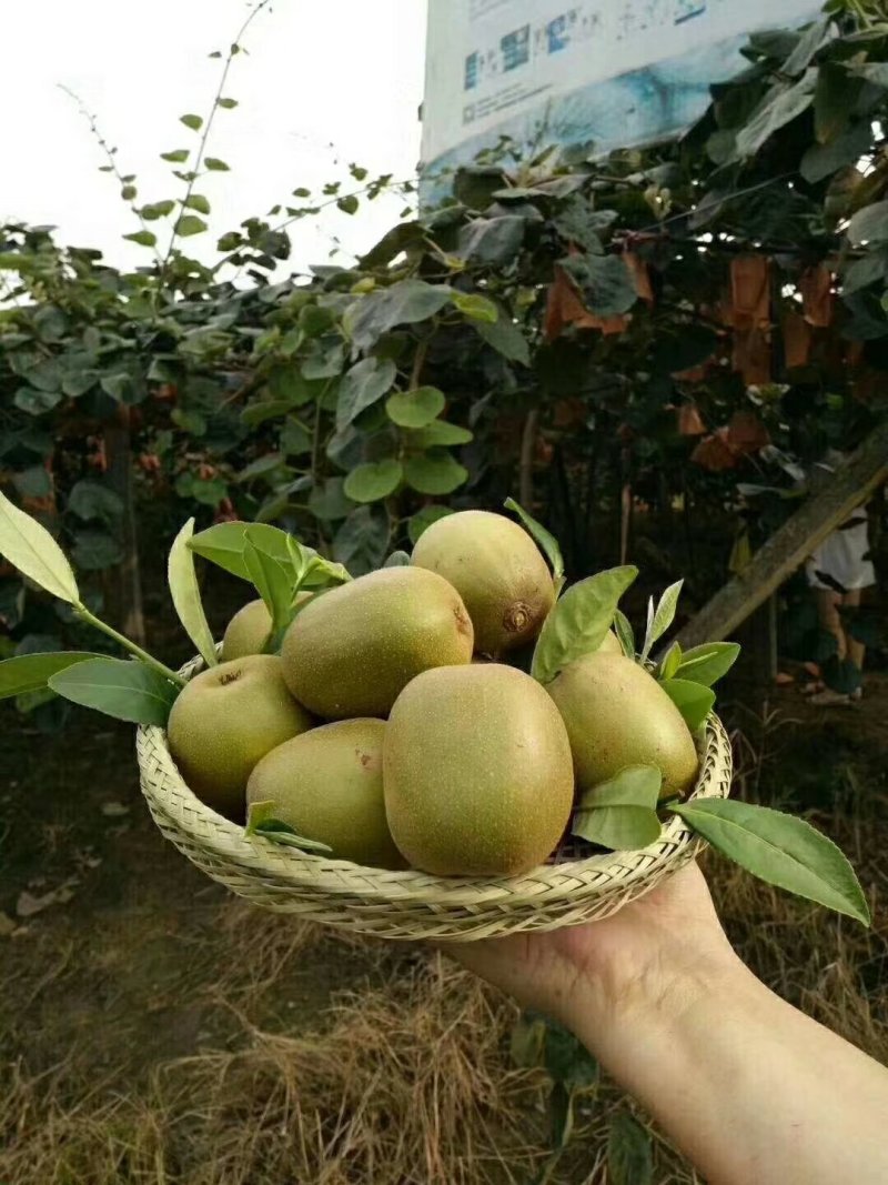 四川猕猴桃精品红心猕猴桃大量上货果园直供量大从优