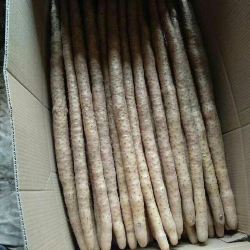 小白嘴白山药55-70