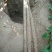 小白嘴白山药55-70