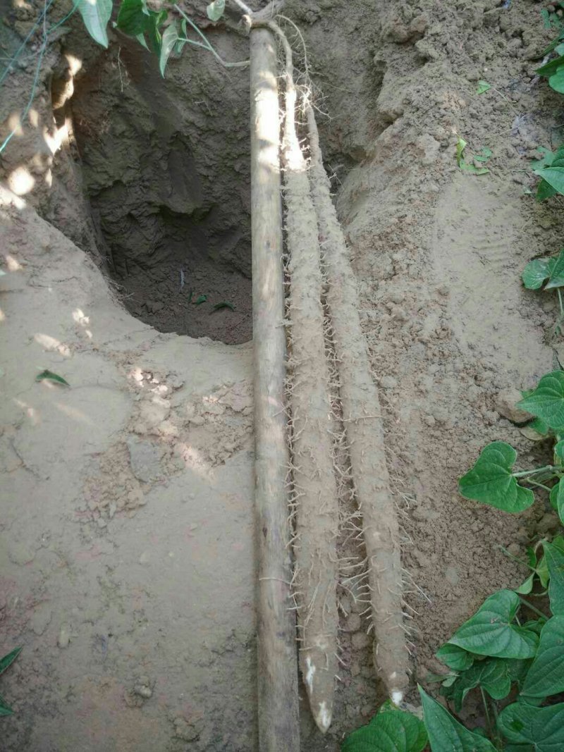 小白嘴白山药55-70