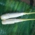 精品茭白