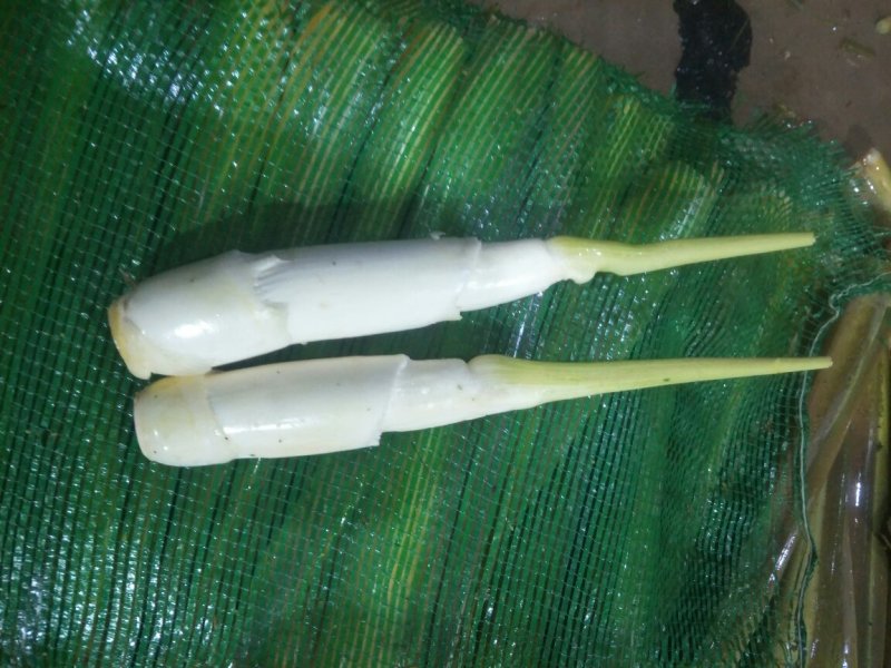 精品茭白