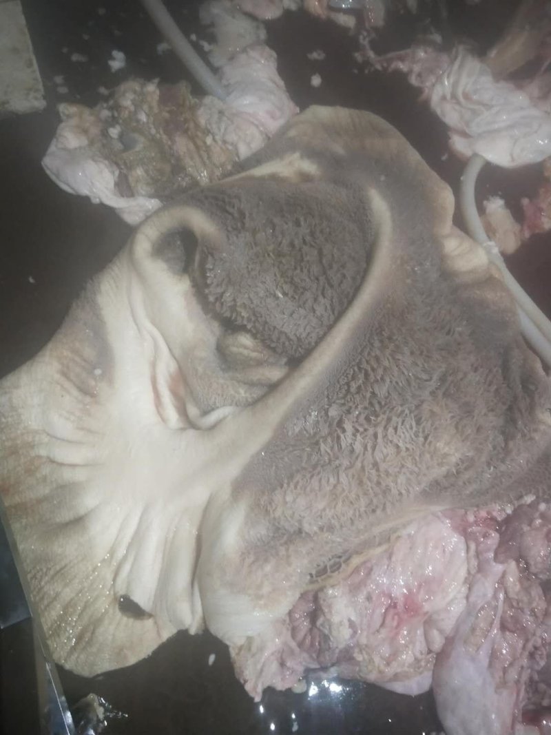 新鲜牛肚，没处理干净的牛肚