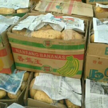 荷兰十五土豆精品3两以上，冷库库存大量有货，质量好。