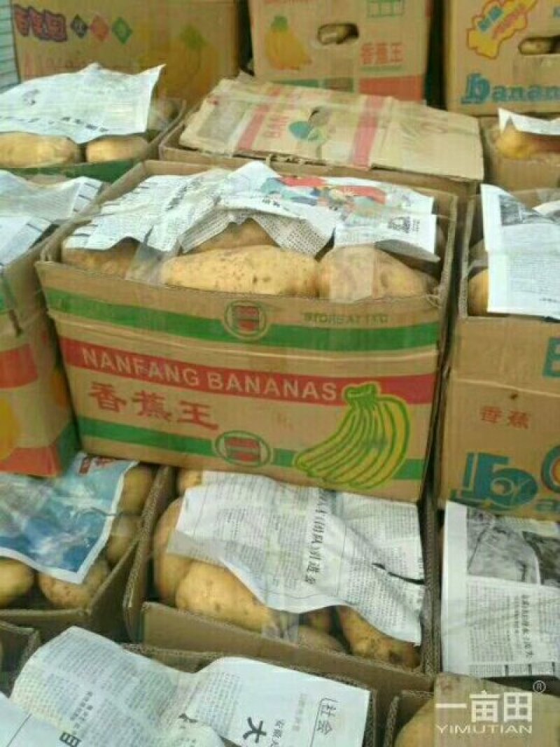 荷兰十五土豆精品3两以上，冷库库存大量有货，质量好。