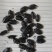 九香虫