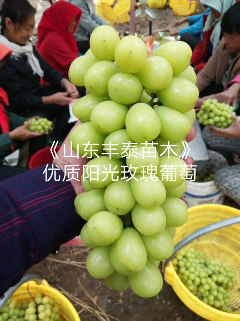 葡萄苗山东葡萄苗基地葡萄苗价格38年专业苗圃基地