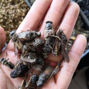 牛虻虫